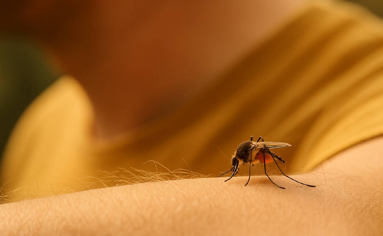DSÖ’den küresel uyarı: Chikungunya virüsü Avrupa’da yayılıyor